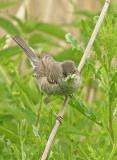 Sperwergrasmus frontal