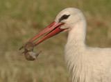 Ooievaar 2