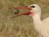 Ooievaar 3