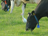 Koereiger 5