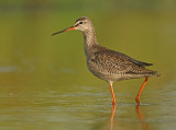 Zwarte Ruiter 5