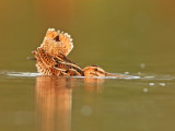 Watersnip 15