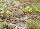 Gestreepte Strandloper 1