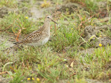 Gestreepte Strandloper 2
