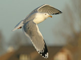 Pontische Meeuw 48