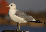 Stormmeeuw 7188031