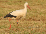 Ooievaar 1E351