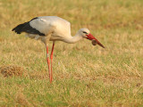 Ooievaar 6307