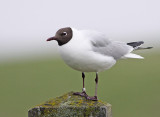 Kokmeeuw 56011