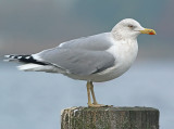 Zilvermeeuw 50
