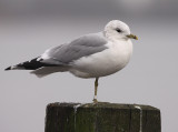 Stormmeeuw MA06634