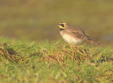 Strandleeuwerik 4
