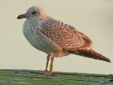 Zilvermeeuw HER58