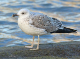 Geelpootmeeuw 10