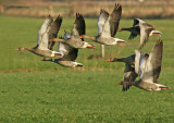 Grauwe Gans G71