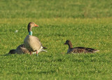 Grauwe Gans GRY
