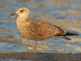 Zilvermeeuw 4404932