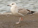 Zilvermeeuw ES-16177