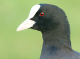 Meerkoet 9