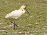Lepelaar Geel A