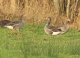 Grauwe Gans R75