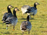 Brandgans LKO-