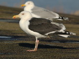 Grote Mantelmeeuw 6169677