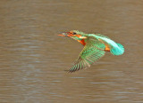 IJsvogel 1