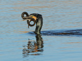 Aalscholver 8