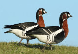 Roodhalsgans 5
