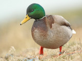 Wilde-eend-6169676
