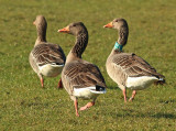 Grauwe Gans LTH