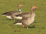 Grauwe-Gans-LHA