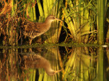 Waterral 3