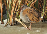 Waterral 4
