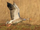 Grauwe-gans-GH3
