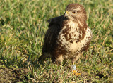 Buizerd AO