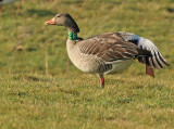Grauwe-Gans-RBX