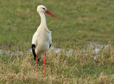 Ooievaar-6810
