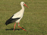Ooievaar-4540