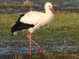 Ooievaar-M5732