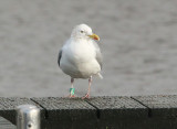 Zilvermeeuw-Groen-J