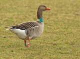 Grauwe-Gans-LRE