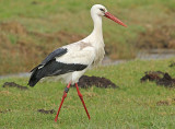 Ooievaar-1E729