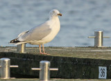 Zilvermeeuw-4895653