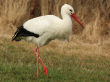 Ooievaar-1682