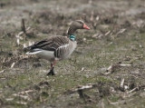 Grauwe-Gans-G78