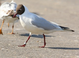 Kokmeeuw-3695089