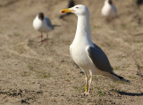 Pontische-Meeuw-PDUS