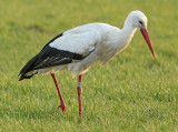 Ooievaar-2338
